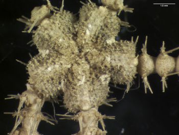 Media type: image; Invertebrate Zoology OPH-4076